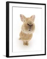 Flemish Giant Rabbit Sniffing the Camera-Mark Taylor-Framed Photographic Print