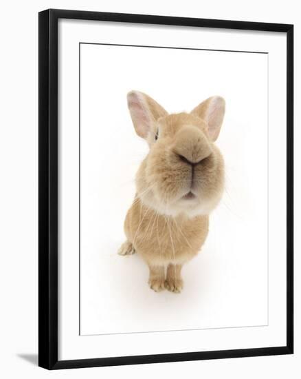 Flemish Giant Rabbit Sniffing the Camera-Mark Taylor-Framed Photographic Print