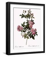 Flesh-Pink Multiflora-Pierre Joseph Redoute-Framed Giclee Print