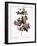 Flesh-Pink Multiflora-Pierre Joseph Redoute-Framed Giclee Print