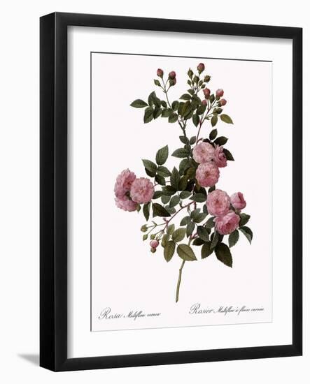 Flesh-Pink Multiflora-Pierre Joseph Redoute-Framed Giclee Print