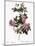Flesh-Pink Multiflora-Pierre Joseph Redoute-Mounted Giclee Print