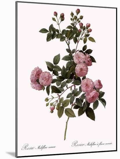 Flesh-Pink Multiflora-Pierre Joseph Redoute-Mounted Giclee Print
