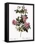 Flesh-Pink Multiflora-Pierre Joseph Redoute-Framed Stretched Canvas