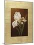 Fleur de Iris-Virginia Huntington-Mounted Art Print