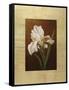 Fleur de Iris-Virginia Huntington-Framed Stretched Canvas
