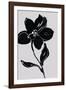 Fleur de Nuit I-Sandra Jacobs-Framed Giclee Print