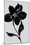 Fleur de Nuit I-Sandra Jacobs-Mounted Giclee Print