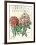 Fleur de Printemps-Sue Schlabach-Framed Art Print