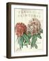 Fleur de Printemps-Sue Schlabach-Framed Premium Giclee Print