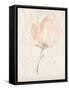 Fleur Petite II-Jennifer Goldberger-Framed Stretched Canvas