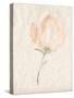 Fleur Petite II-Jennifer Goldberger-Stretched Canvas