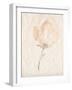 Fleur Petite II-Jennifer Goldberger-Framed Art Print