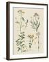 Fleurs Sauvages I-Maria Mendez-Framed Giclee Print