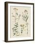 Fleurs Sauvages I-Maria Mendez-Framed Art Print