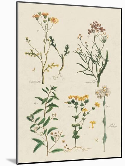 Fleurs Sauvages I-Maria Mendez-Mounted Art Print