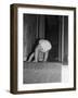 Flexible Baby-Philip Gendreau-Framed Photographic Print