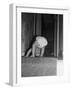 Flexible Baby-Philip Gendreau-Framed Photographic Print