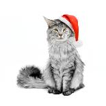 Gray Cat in Santa Suit-flibustier-Laminated Photographic Print