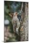 Flicker-Gary Carter-Mounted Premium Photographic Print