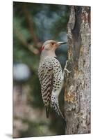 Flicker-Gary Carter-Mounted Premium Photographic Print