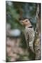 Flicker-Gary Carter-Mounted Premium Photographic Print