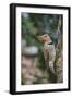 Flicker-Gary Carter-Framed Photographic Print