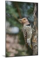 Flicker-Gary Carter-Mounted Photographic Print