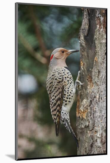 Flicker-Gary Carter-Mounted Photographic Print