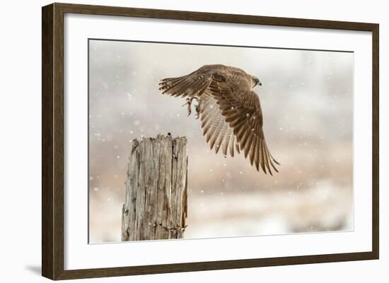 Flight Against the Snowstorm-Osamu Asami-Framed Photographic Print