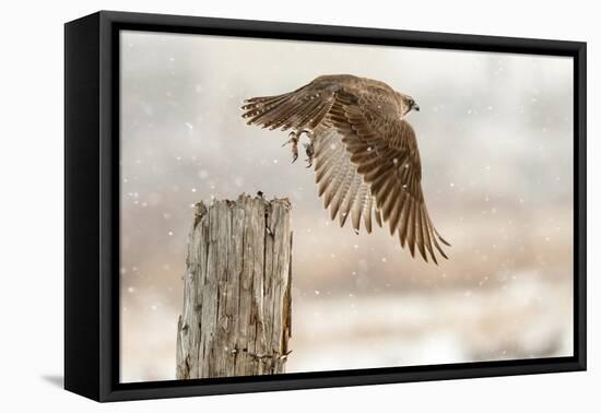 Flight Against the Snowstorm-Osamu Asami-Framed Stretched Canvas