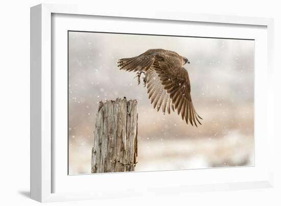 Flight Against the Snowstorm-Osamu Asami-Framed Photographic Print