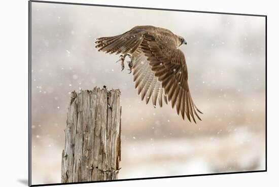 Flight Against the Snowstorm-Osamu Asami-Mounted Photographic Print