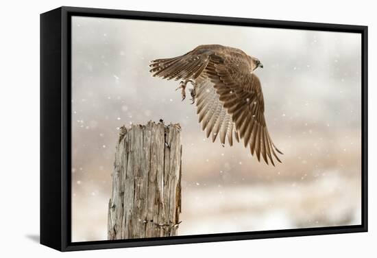 Flight Against the Snowstorm-Osamu Asami-Framed Stretched Canvas