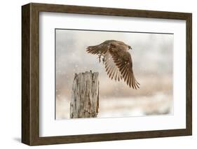 Flight Against the Snowstorm-Osamu Asami-Framed Photographic Print