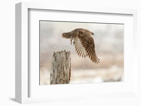 Flight Against the Snowstorm-Osamu Asami-Framed Photographic Print