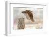 Flight Against the Snowstorm-Osamu Asami-Framed Photographic Print