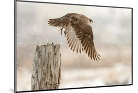 Flight Against the Snowstorm-Osamu Asami-Mounted Photographic Print