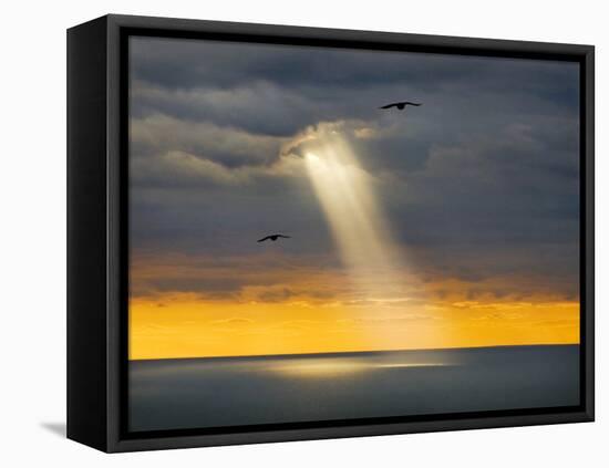 Flight for Freedom-Adrian Campfield-Framed Stretched Canvas