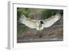 Flight in Action-Staffan Widstrand-Framed Giclee Print