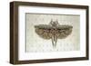 Flight of Fancy II-Jennifer Brice-Framed Giclee Print