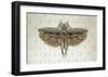 Flight of Fancy II-Jennifer Brice-Framed Giclee Print