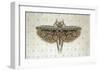 Flight of Fancy II-Jennifer Brice-Framed Giclee Print