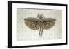 Flight of Fancy II-Jennifer Brice-Framed Giclee Print