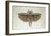 Flight of Fancy II-Jennifer Brice-Framed Giclee Print