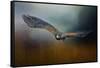 Flight of the Harris Hawk-Jai Johnson-Framed Stretched Canvas