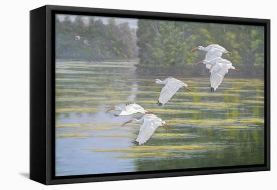 Flight of the Ibis-Bruce Dumas-Framed Stretched Canvas