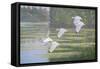 Flight of the Ibis-Bruce Dumas-Framed Stretched Canvas