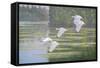 Flight of the Ibis-Bruce Dumas-Framed Stretched Canvas