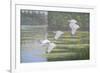 Flight of the Ibis-Bruce Dumas-Framed Giclee Print